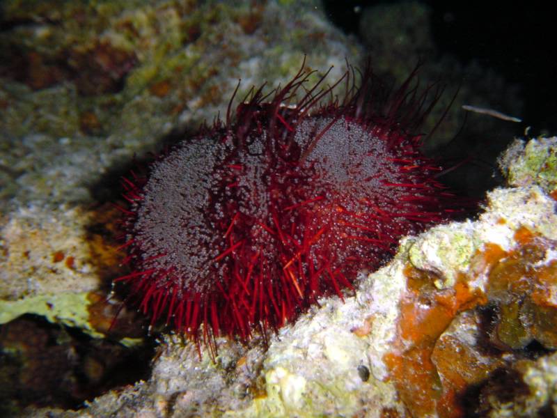 Klicken f�r Bild in voller Aufl�sung