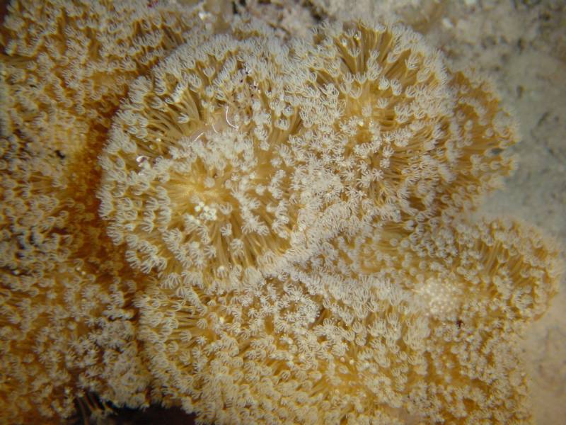 Klicken f�r Bild in voller Aufl�sung