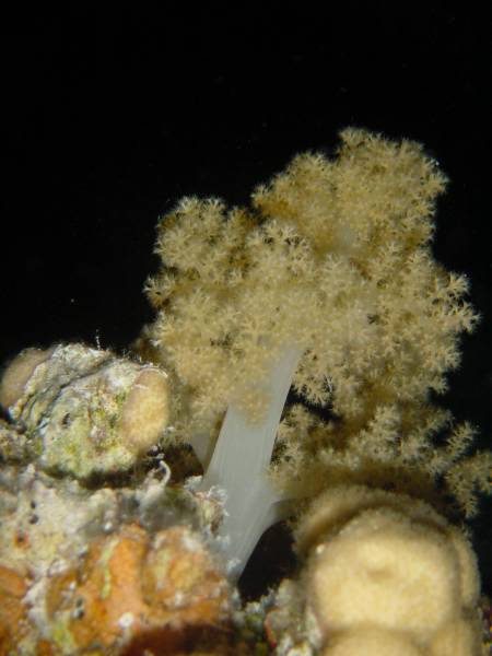 Klicken f�r Bild in voller Aufl�sung