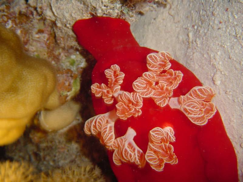 Klicken f�r Bild in voller Aufl�sung