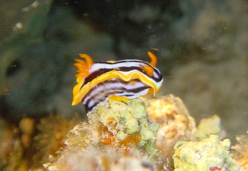 Klicken f�r Bild in voller Aufl�sung