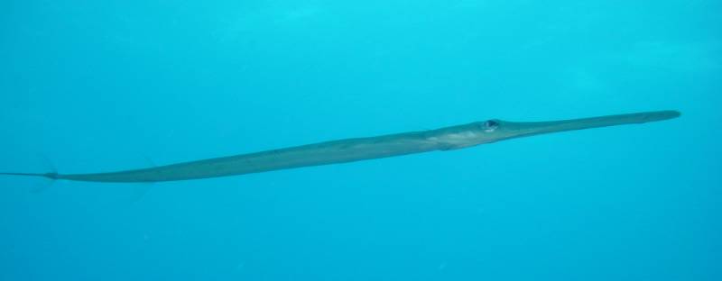 Klicken f�r Bild in voller Aufl�sung