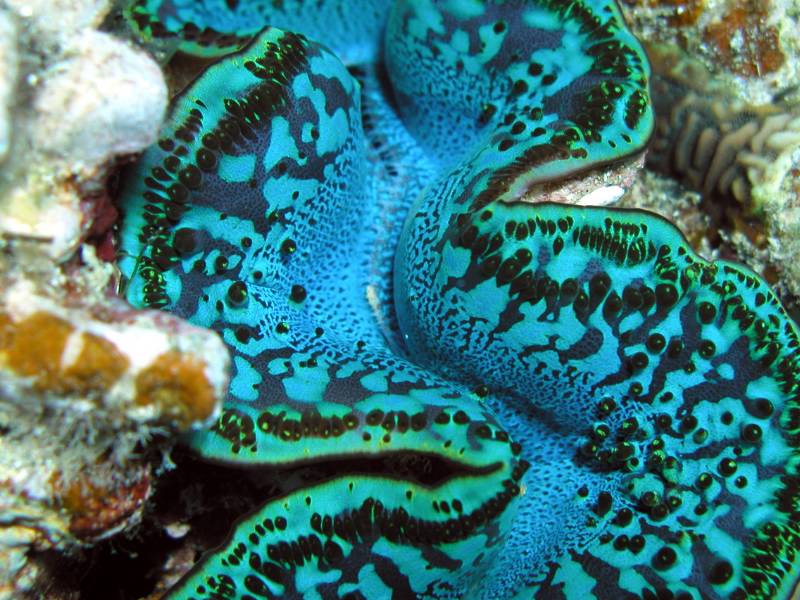 Klicken f�r Bild in voller Aufl�sung