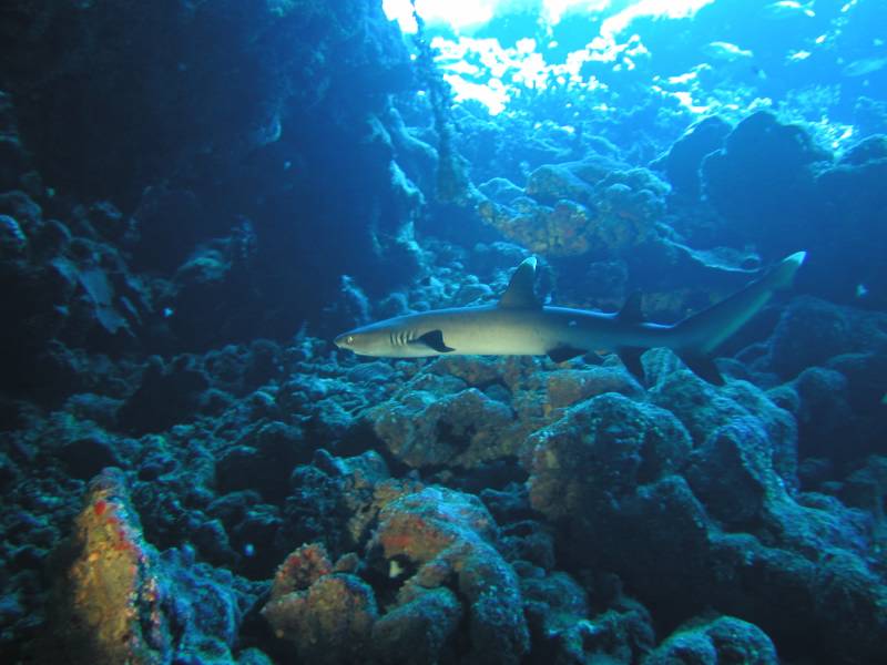 Klicken f�r Bild in voller Aufl�sung