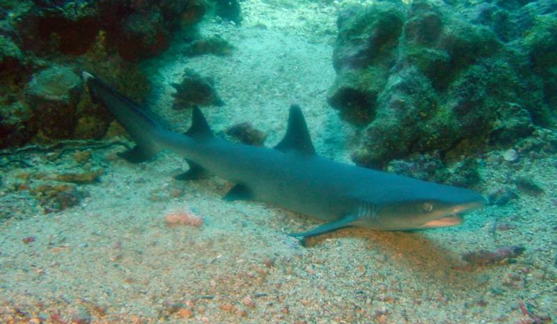 Klicken f�r Bild in voller Aufl�sung