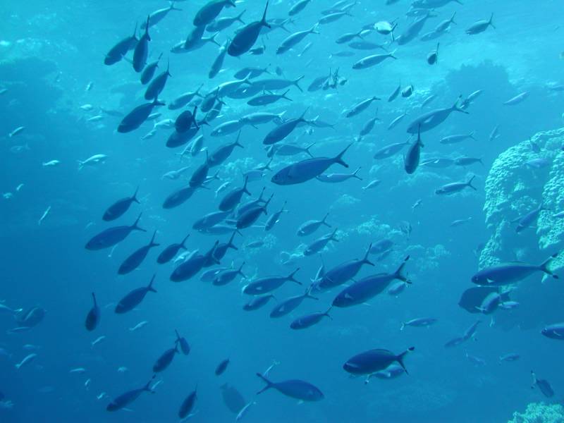 Klicken f�r Bild in voller Aufl�sung