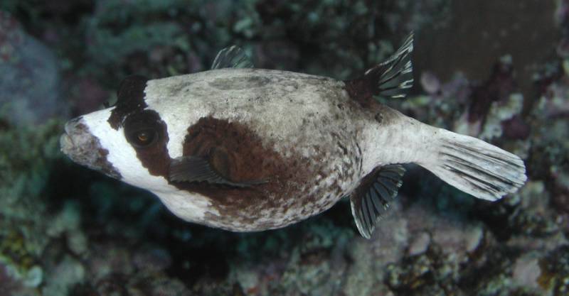 Klicken f�r Bild in voller Aufl�sung