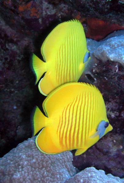 Klicken f�r Bild in voller Aufl�sung