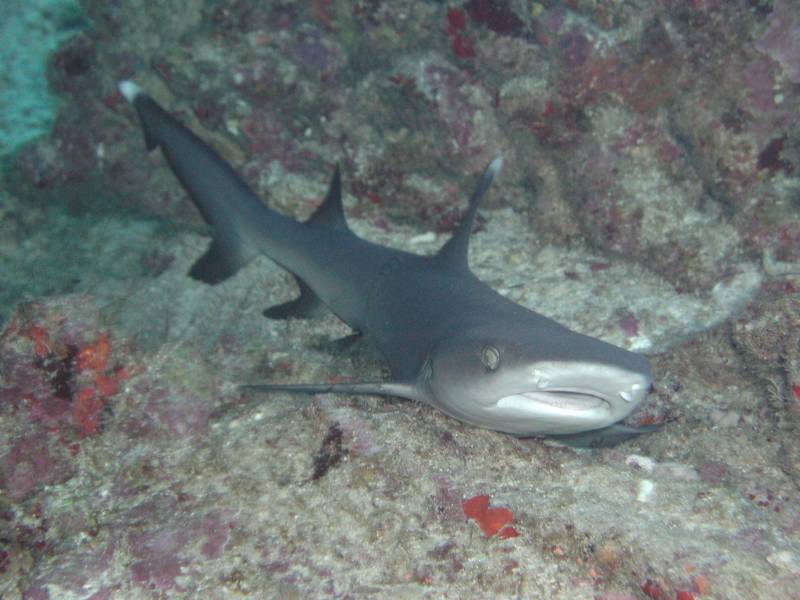 Klicken f�r Bild in voller Aufl�sung