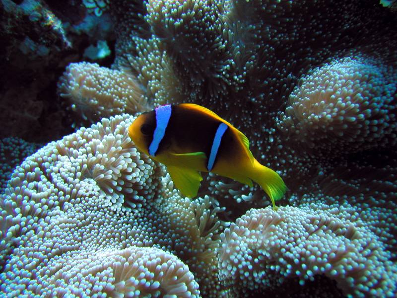 Klicken f�r Bild in voller Aufl�sung