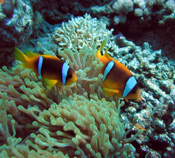 Klicken f�r Bild in voller Aufl�sung