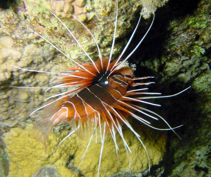 Klicken f�r Bild in voller Aufl�sung