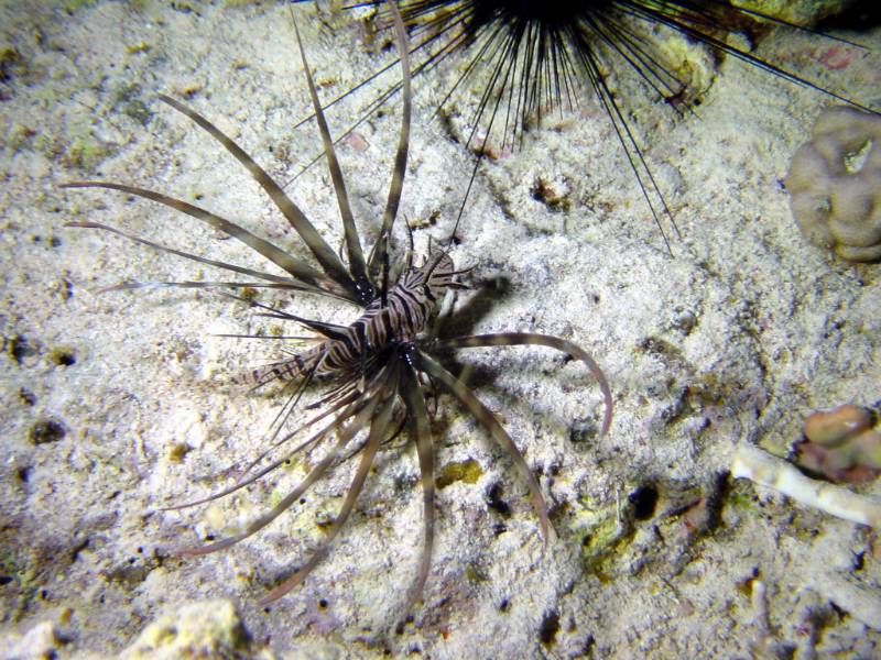 Klicken f�r Bild in voller Aufl�sung