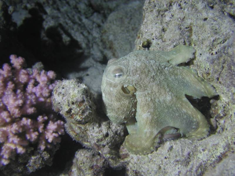 Klicken f�r Bild in voller Aufl�sung