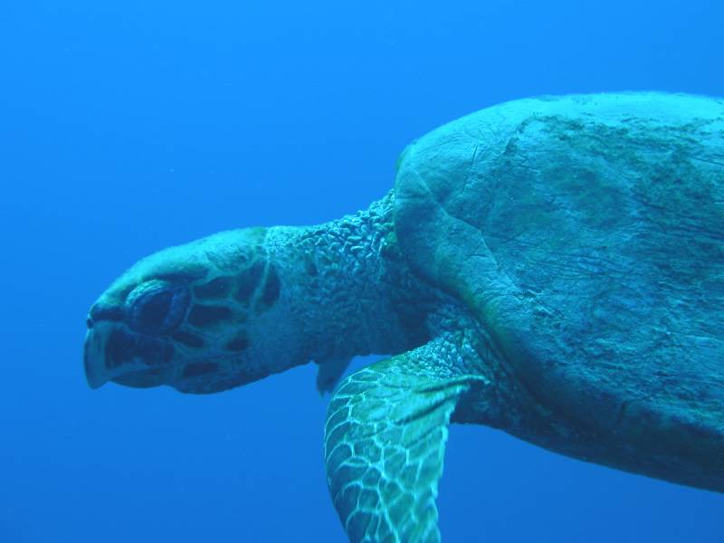 Klicken f�r Bild in voller Aufl�sung