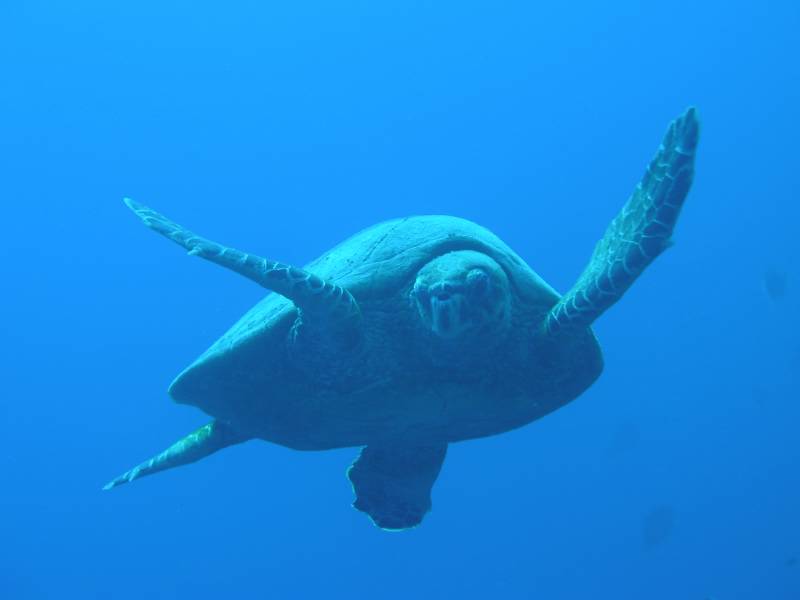 Klicken f�r Bild in voller Aufl�sung