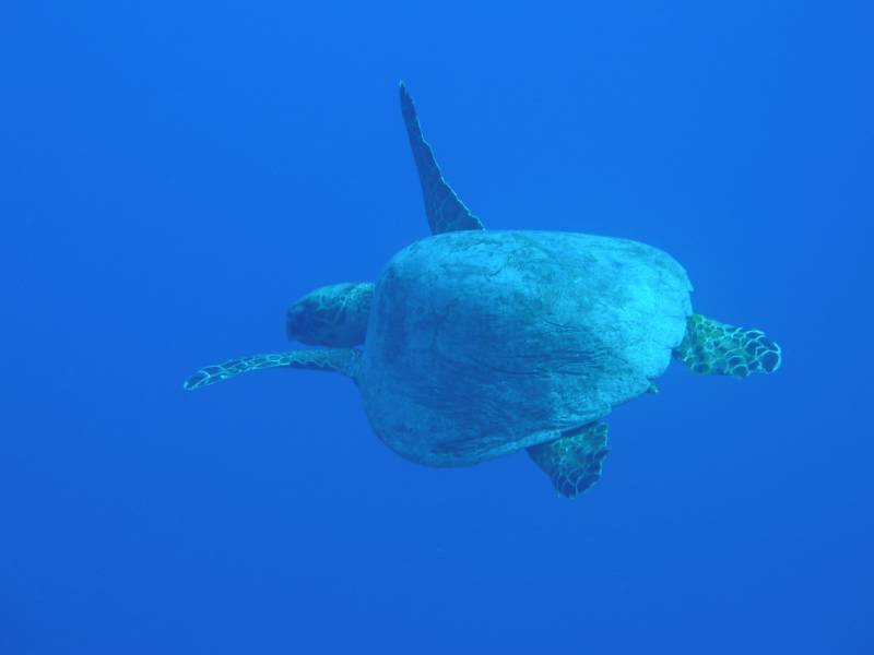 Klicken f�r Bild in voller Aufl�sung