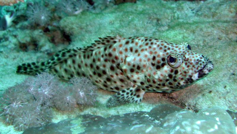 Klicken f�r Bild in voller Aufl�sung