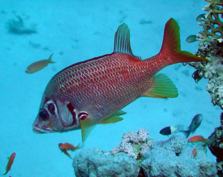 Klicken f�r Bild in voller Aufl�sung