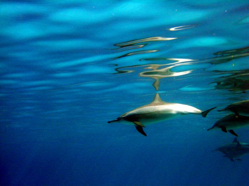 Klicken f�r Bild in voller Aufl�sung