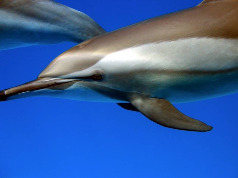 Klicken f�r Bild in voller Aufl�sung