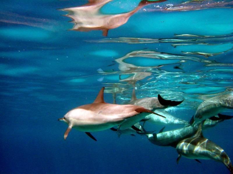 Klicken f�r Bild in voller Aufl�sung