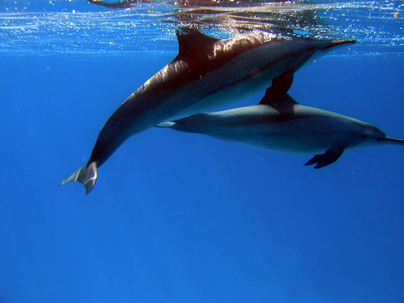 Klicken f�r Bild in voller Aufl�sung