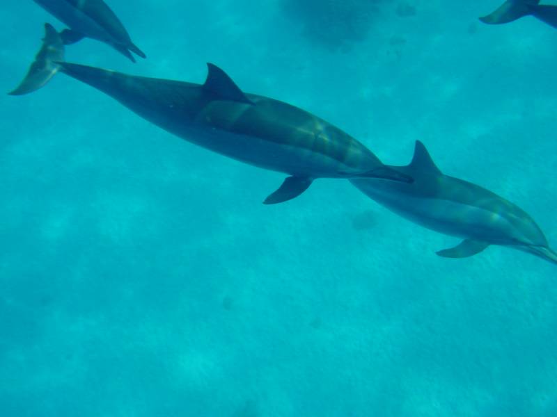 Klicken f�r Bild in voller Aufl�sung