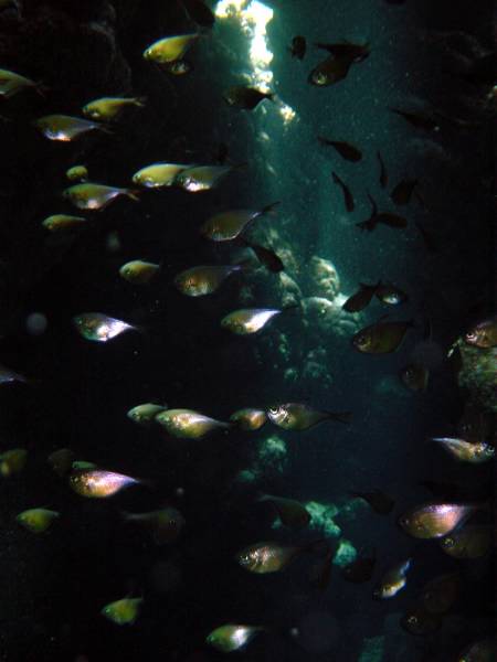 Klicken f�r Bild in voller Aufl�sung