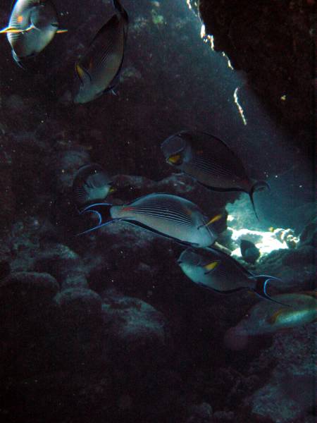 Klicken f�r Bild in voller Aufl�sung