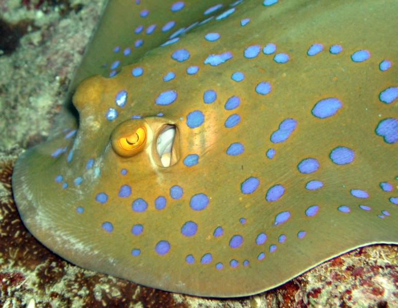 Klicken f�r Bild in voller Aufl�sung