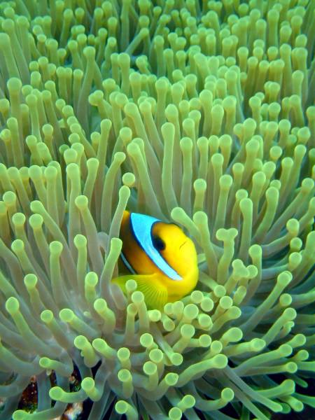 Klicken f�r Bild in voller Aufl�sung