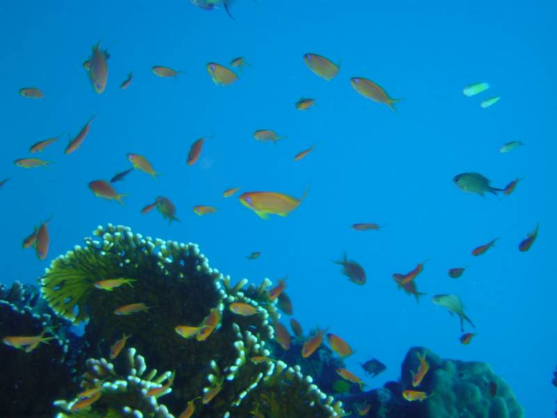 Klicken f�r Bild in voller Aufl�sung