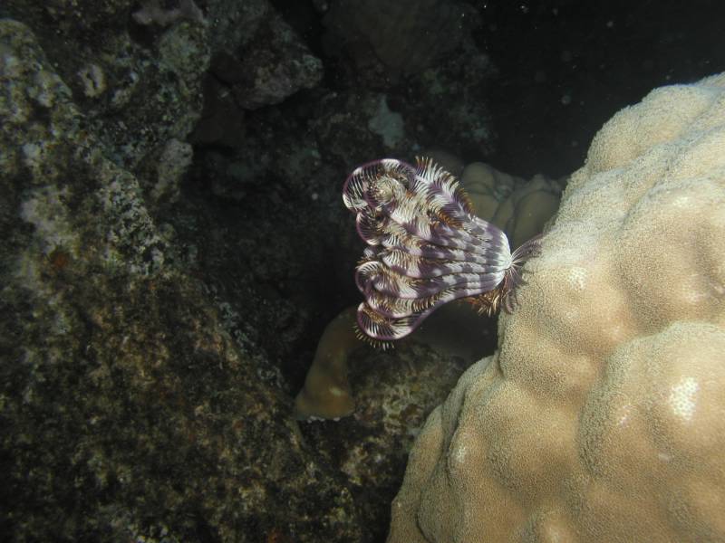 Klicken f�r Bild in voller Aufl�sung