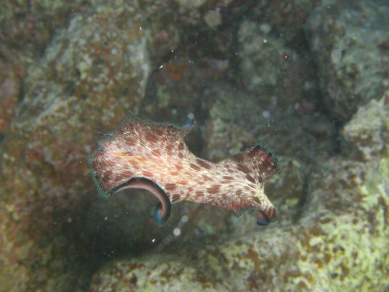 Klicken f�r Bild in voller Aufl�sung