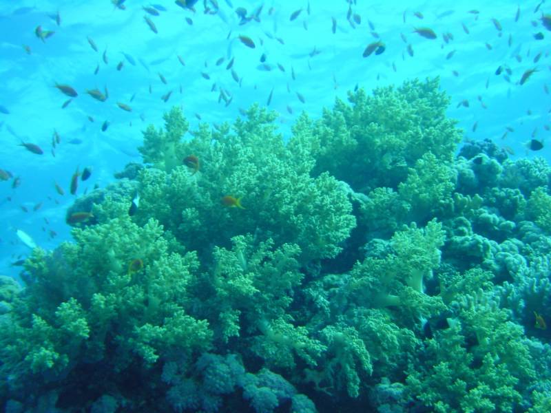 Klicken f�r Bild in voller Aufl�sung