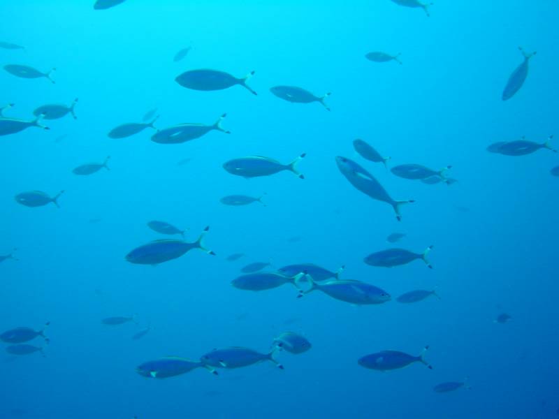 Klicken f�r Bild in voller Aufl�sung