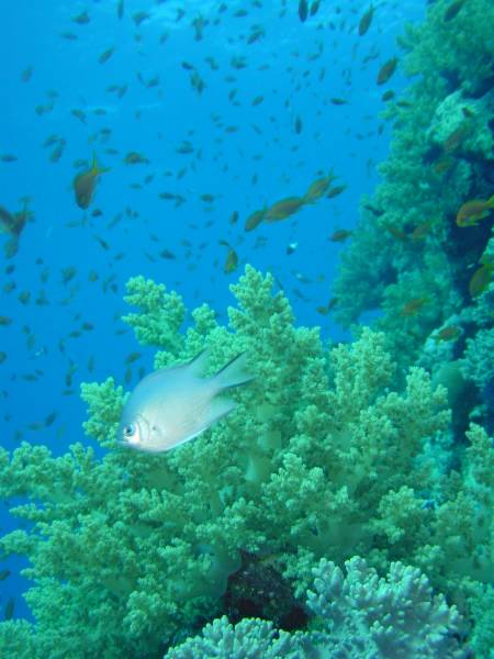 Klicken f�r Bild in voller Aufl�sung