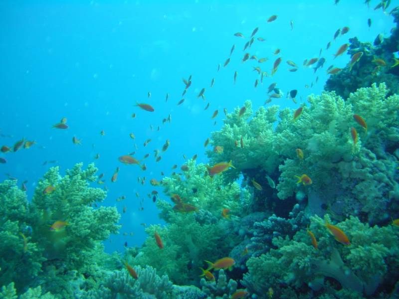 Klicken f�r Bild in voller Aufl�sung