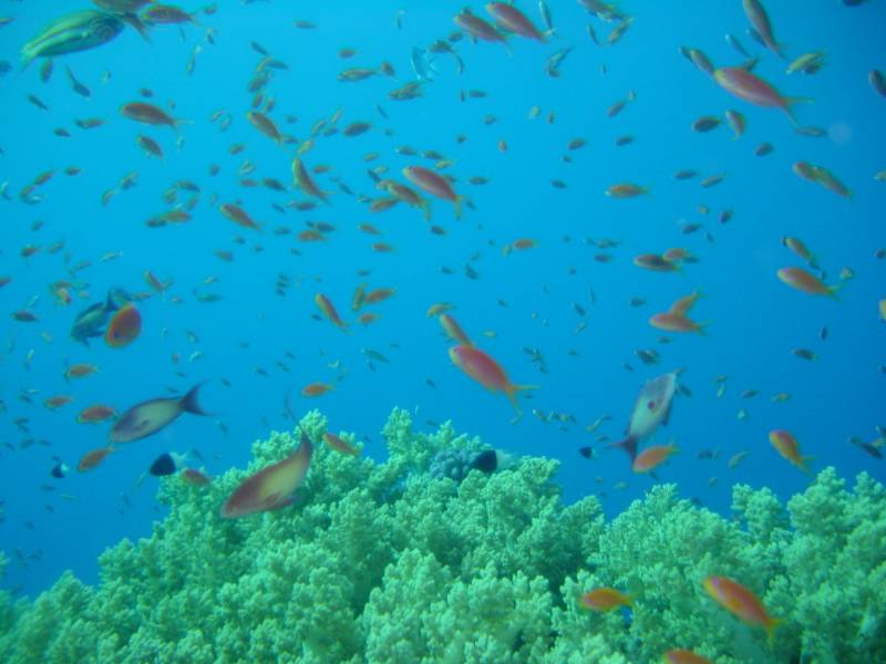 Klicken f�r Bild in voller Aufl�sung