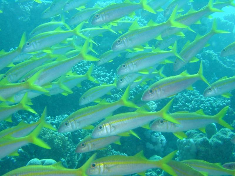 Klicken f�r Bild in voller Aufl�sung