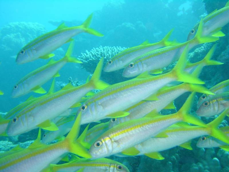 Klicken f�r Bild in voller Aufl�sung