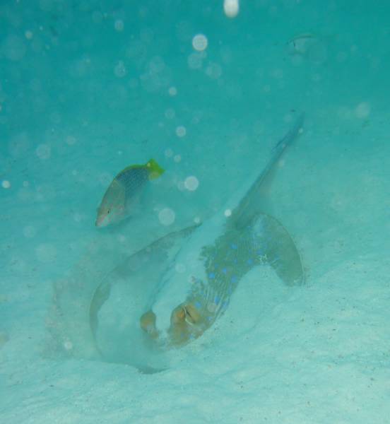 Klicken f�r Bild in voller Aufl�sung