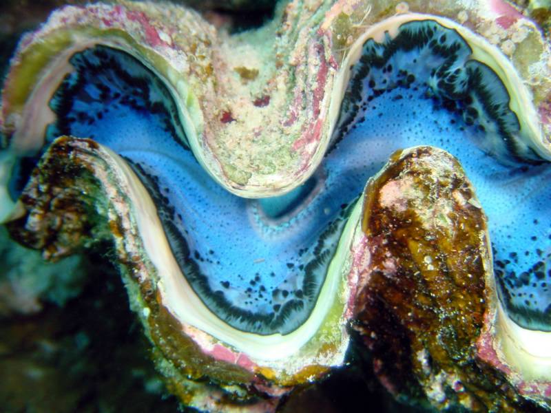 Klicken f�r Bild in voller Aufl�sung