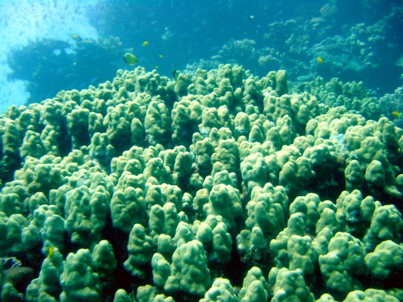 Klicken f�r Bild in voller Aufl�sung