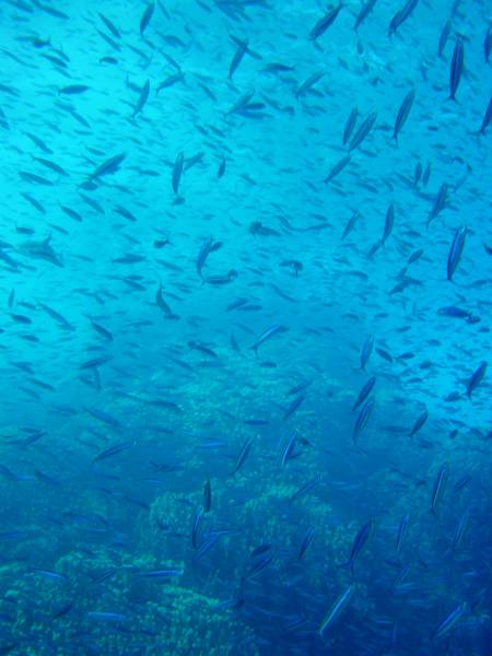 Klicken f�r Bild in voller Aufl�sung