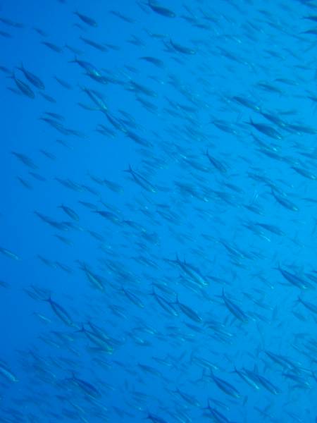 Klicken f�r Bild in voller Aufl�sung