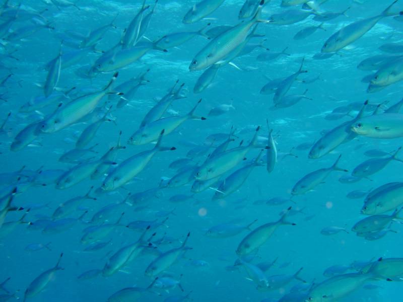 Klicken f�r Bild in voller Aufl�sung