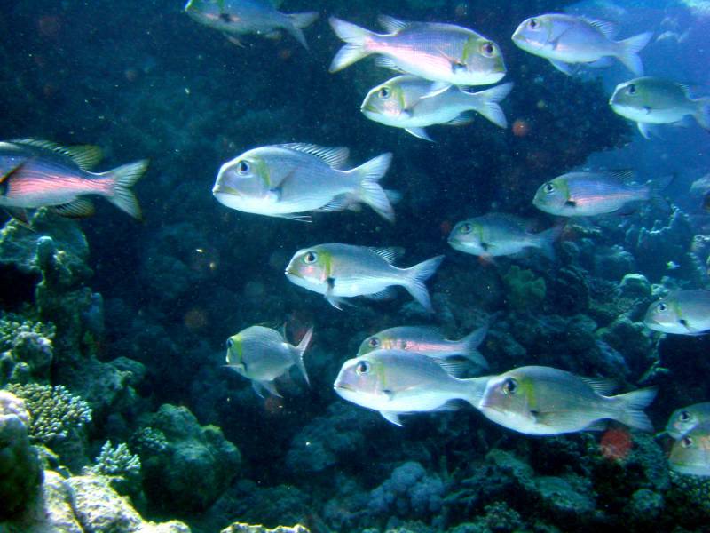 Klicken f�r Bild in voller Aufl�sung