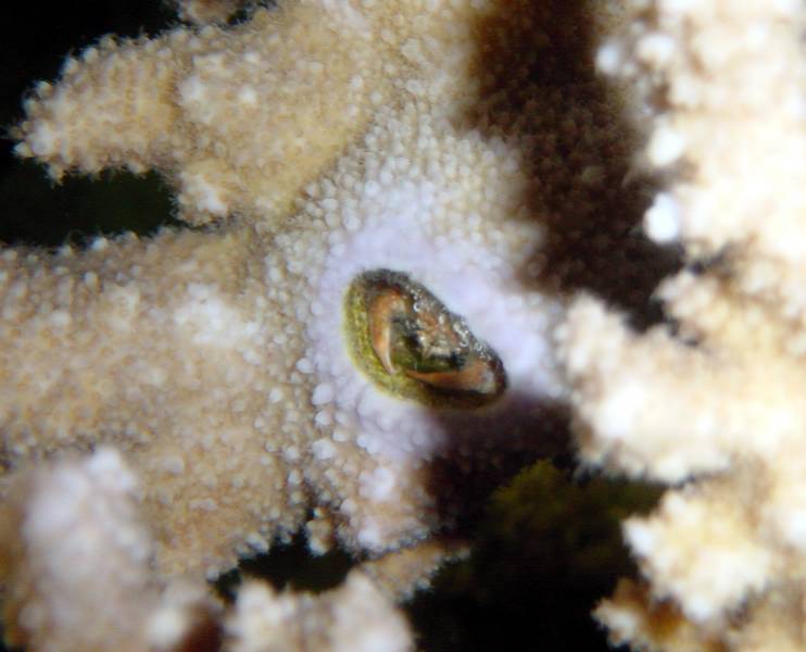 Klicken f�r Bild in voller Aufl�sung